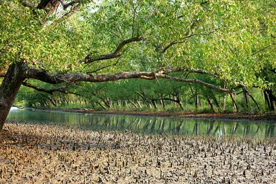 Mangrove trees and their breathing roots along a quiet creek