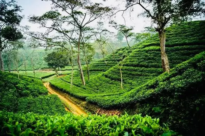 A path winding between rows of tea bushes and shade trees